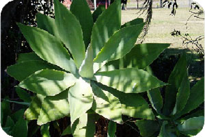 Agave