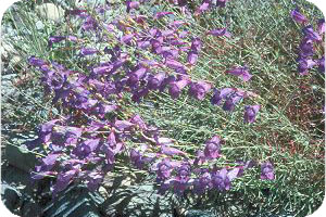 Penstemon