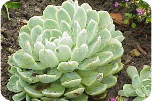 Hen and Chicks