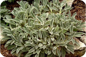 Lamb's Ear